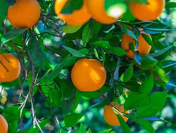 orange