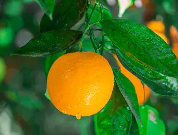 orange