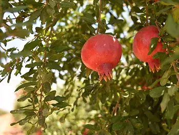 Pomegranate